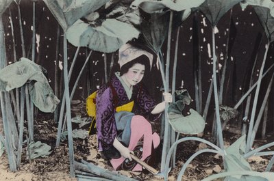 Japão, c.1912: Enormes bosques de ruibarbo, planta selvagem, Akita (foto) de Photographer Japanese