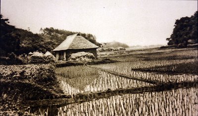 Campos de Arroz no Japão de Photographer Japanese