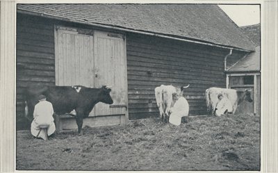 Vacas leiteiras, 1910 de Pictorial Agency