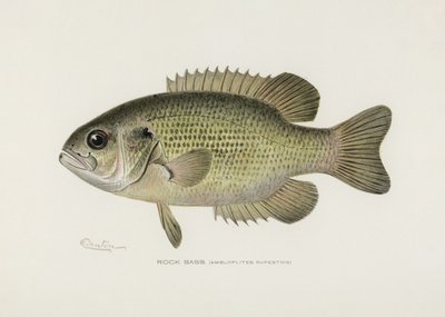 Rock Bass (Amploplites rupestris), de Sherman F. Denton (1856-1937) de Pictufy