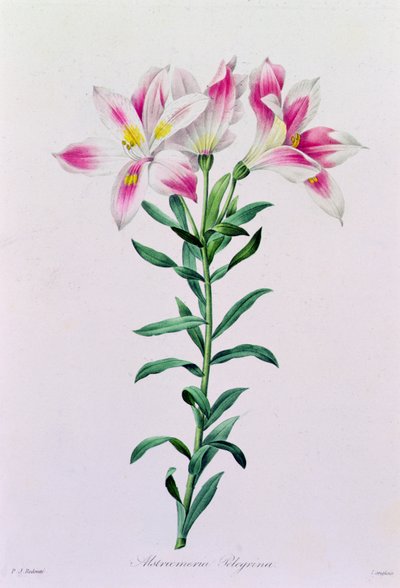 Alstroemeria Peregrina (gravura a cores) de Pierre Joseph Redouté