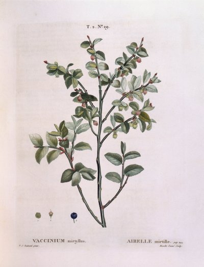 Bilberry (Vaccinium myrtillus), Henry Louis Duhamel du Monceau, placa botânica de Pierre Joseph Redouté de Pierre Joseph Redouté