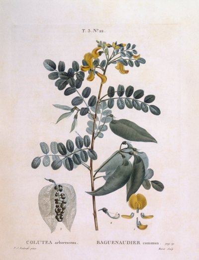 Bexiga Senna (Colutea arborescência), Henry Louis Duhamel du Monceau, placa botânica de Pierre Joseph Redouté de Pierre Joseph Redouté