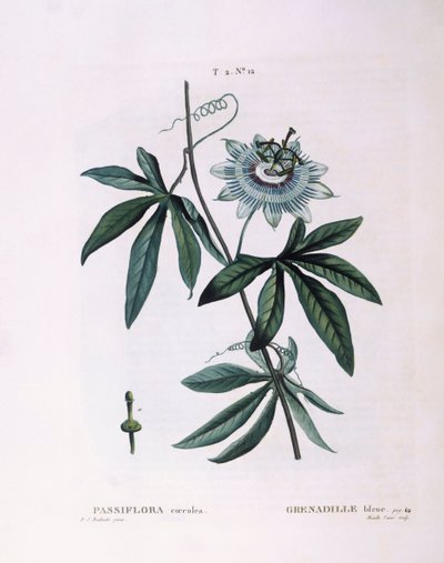 Flor da paixão azul (Passiflora caerulea), Henry Louis Duhamel du Monceau, placa botânica de Pierre Joseph Redouté de Pierre Joseph Redouté