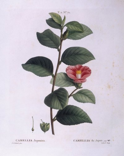 Camellia (Camellia japonica), Henry Louis Duhamel du Monceau, placa botânica de Pierre Joseph Redouté de Pierre Joseph Redouté