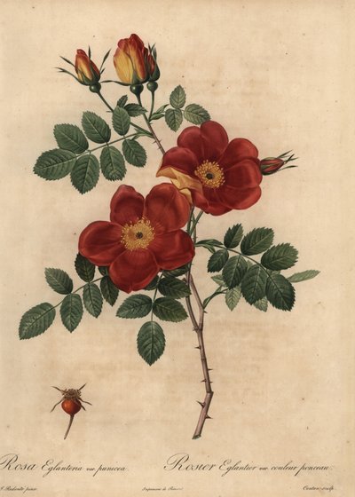 Rosa de Cobre, Rosa eglanteria de Pierre Joseph Redouté