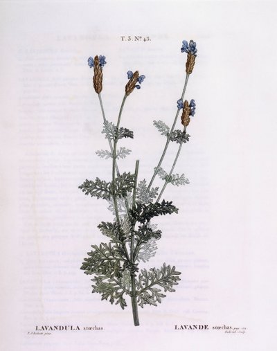 Lavanda Francesa (Lavandula stoechas), Henry Louis Duhamel du Monceau, placa botânica de Pierre Joseph Redouté de Pierre Joseph Redouté