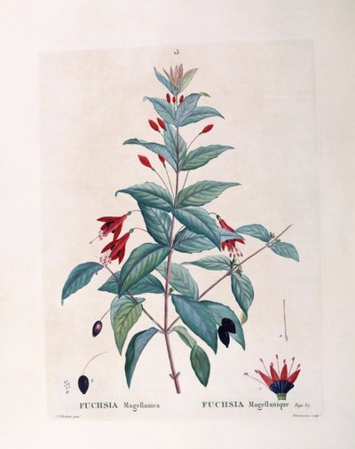 Fuchsia (Fuchsia magellanica), Henry Louis Duhamel du Monceau, placa botânica de Pierre Joseph Redouté de Pierre Joseph Redouté