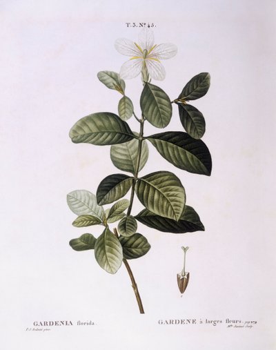 Gardenia (Gardenia florida), Henry Louis Duhamel du Monceau, placa botânica de Pierre Joseph Redouté de Pierre Joseph Redouté