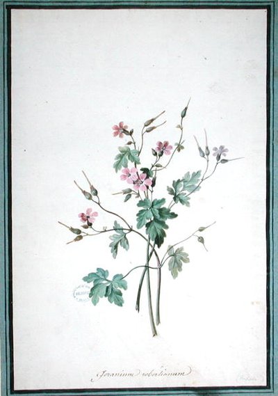 Geranium Robertianum (aguarela) de Pierre Joseph Redouté