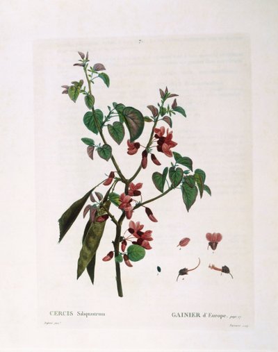 Judas Tree (Cercis siliquastrum), Henry Louis Duhamel du Monceau, placa botânica de Pierre Joseph Redouté de Pierre Joseph Redouté