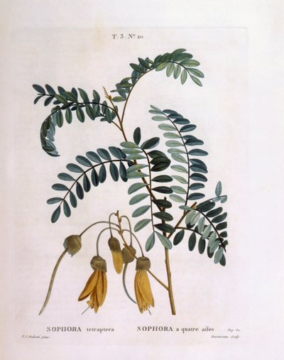 Kowhai (Sophora tetraptera ou Edwardsia grandiflora), Henry Louis Duhamel du Monceau, placa botânica de Pierre Joseph Redouté de Pierre Joseph Redouté