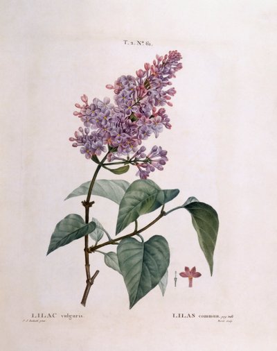 Lilás (Syringa vulgaris), Henry Louis Duhamel du Monceau, placa botânica de Pierre Joseph Redouté de Pierre Joseph Redouté