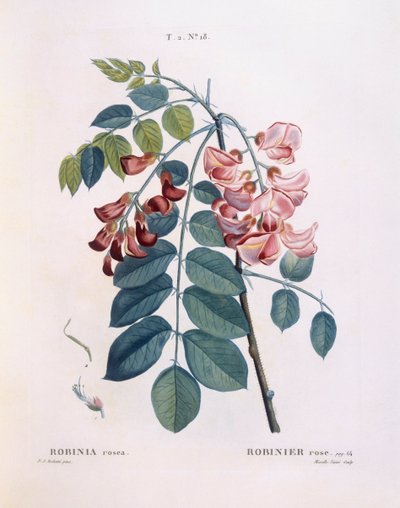 Locust (Robinia rosea), Henry Louis Duhamel du Monceau, placa botânica de Pierre Joseph Redouté de Pierre Joseph Redouté