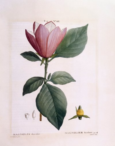 Magnólia (Magnólia descolorida), Henry Louis Duhamel du Monceau, placa botânica de Pierre Joseph Redouté de Pierre Joseph Redouté