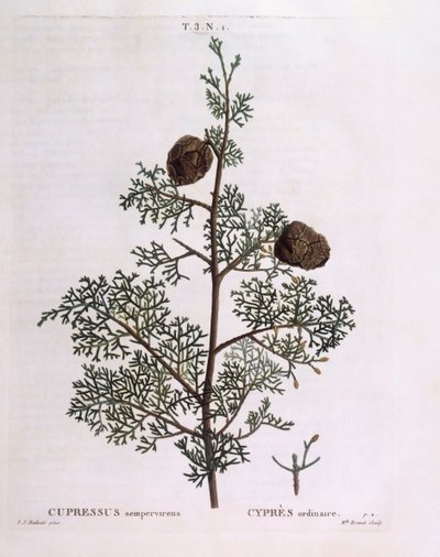 Cipreste mediterrânico (Cupressus sempervirens), Henry Louis Duhamel du Monceau, placa botânica de Pierre Joseph Redouté de Pierre Joseph Redouté