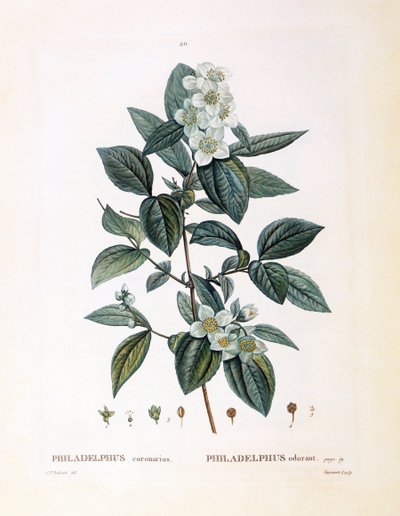 Laranja simulada (Philadelphus coronarius), Henry Louis Duhamel du Monceau, placa botânica de Pierre Joseph Redouté de Pierre Joseph Redouté