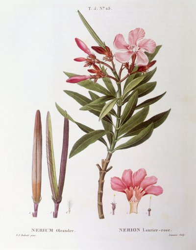 Oleandro (Nerium oleander), Henry Louis Duhamel du Monceau, placa botânica de Pierre Joseph Redouté de Pierre Joseph Redouté