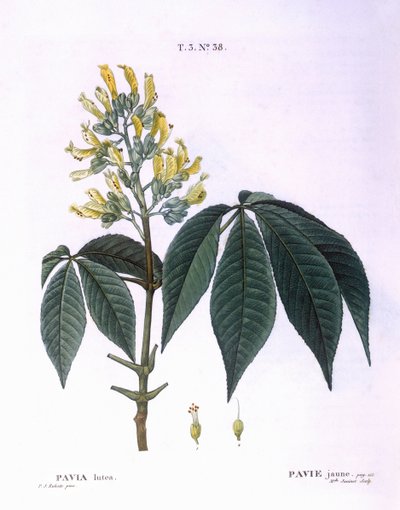 Pavia lutea Henry Louis Duhamel du Monceau, placa botânica de Pierre Joseph Redouté de Pierre Joseph Redouté