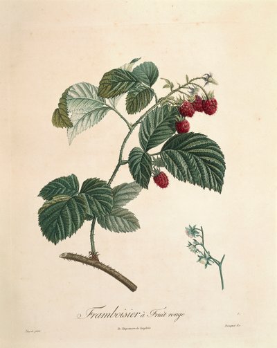 Raspberry de Pierre Joseph Redoute (1759-1840) de Pierre Joseph Redouté