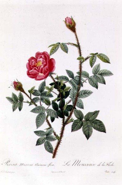 Rosa Muscosa Anemone-Flora von Pierre Joseph Redouté