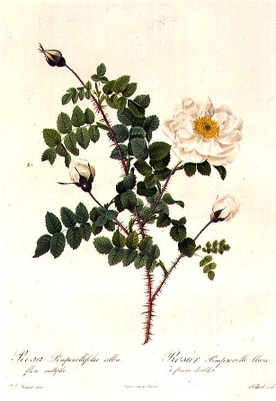 Rosa Pimpinellifolia Alba Flore Multiplei von Pierre Joseph Redouté