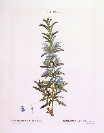 Rosemary (Rosmarinus officinalis), Henry Louis Duhamel du Monceau, placa botânica de Pierre Joseph Redouté de Pierre Joseph Redouté