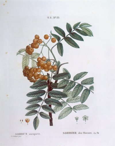 Rowan ou cinza da montanha europeia (Sorbus aucuparia), Henry Louis Duhamel du Monceau, placa botânica de Pierre Joseph Redouté de Pierre Joseph Redouté