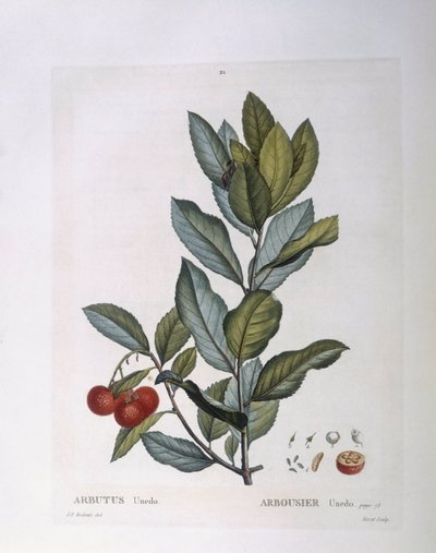 Morangueiro (Arbutus unedo), Henry Louis Duhamel du Monceau, placa botânica de Pierre Joseph Redouté de Pierre Joseph Redouté