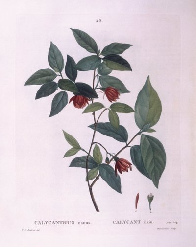 Sweetshrub (Calycanthus nanus), Henry Louis Duhamel du Monceau, placa botânica de Pierre Joseph Redouté de Pierre Joseph Redouté