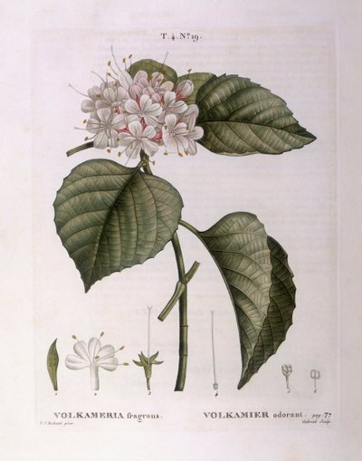 Volkameria fragrans Henry Louis Duhamel du Monceau, placa botânica de Pierre Joseph Redouté de Pierre Joseph Redouté