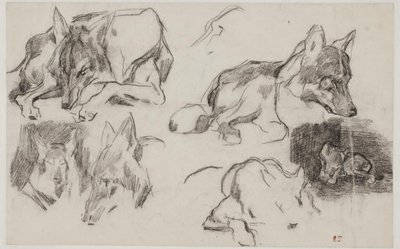 Estudos de cães marroquinos. de Pierre Andrieu