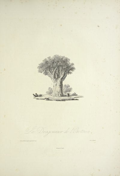 O Dragão da Orotava, gravado por Bouquet, ilustração de 
