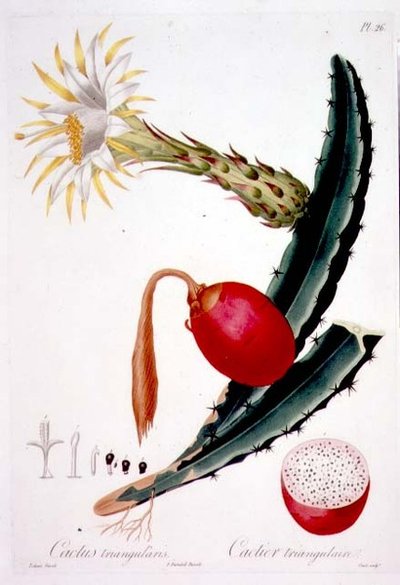 Cactus Triangularis, placa 26 da 
