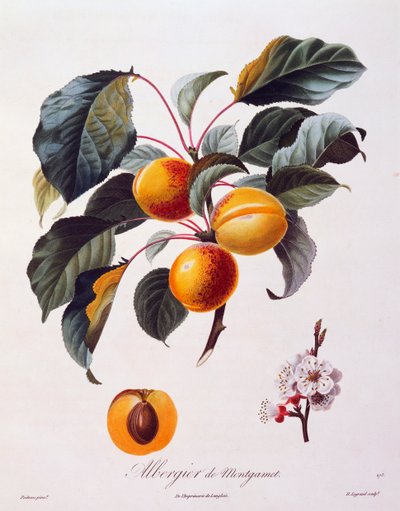 Frutas e flores de alperce Albergier De Montgamet, cerca de 1846, gravura colorida de Pierre-Antoine Poiteau de Pomolgie Francais, França de Pierre Antoine (after) Poiteau