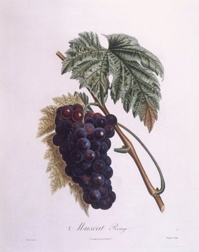 Vinha de Moscatel (Vitis vinifera), Henry Louis Duhamel du Monceau, placa botânica de Pierre Antoine Poiteau de Pierre Antoine (after) Poiteau