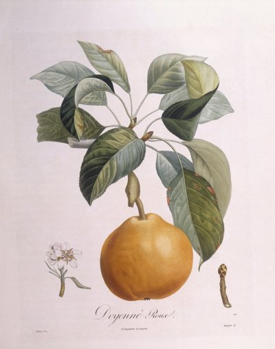 Pêra "Doyenné roux" Henry Louis Duhamel du Monceau, placa botânica de Pierre Antoine Poiteau de Pierre Antoine (after) Poiteau