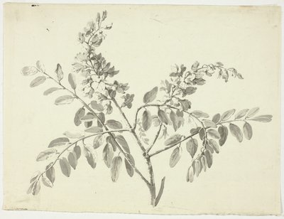 O ramo florido de Pierre Antoine Mongin