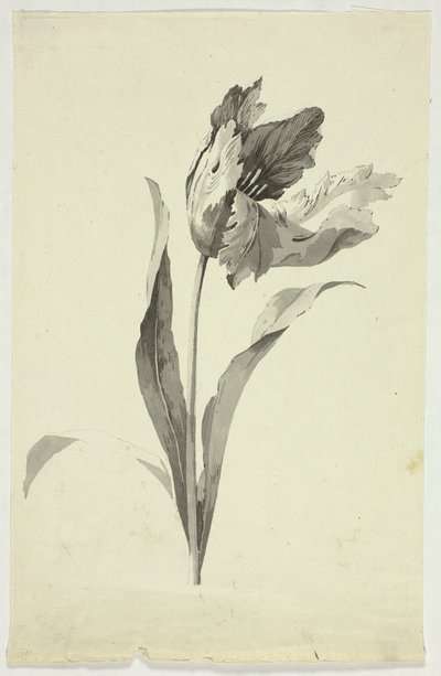Tulipa de Pierre Antoine Mongin