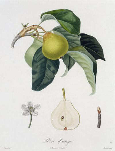 Poire d&39;ange, gravado por Bocourt, publicado em 1755 (gravura a cores) de Pierre Antoine Poiteau