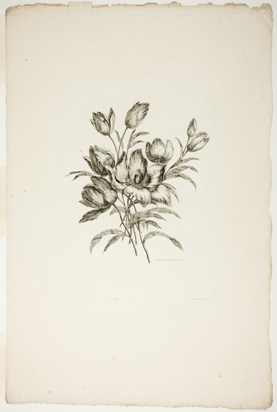 Buquê com Tulipas, da Coleção de Diferentes Buquês de Flores, Inventado e Desenhado por Jean Pillement e gravado por P. C. Canot de Pierre Charles Canot