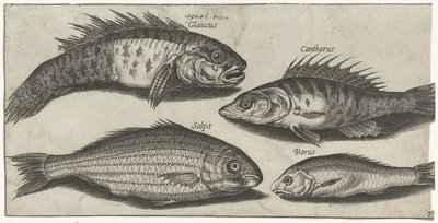 Bockfish, poleiro, goby e um peixe desconhecido Pesca (título da série) Piscivm vivae icons (título da série) de Pierre Firens