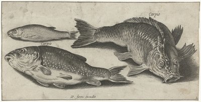 Carregadores de seca
Vissen (título da série)
Piscivm vivae icones (título da série) de Pierre Firens