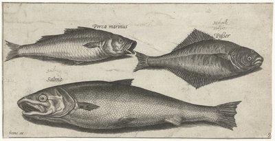 Robalo, linguado e salmão Pesca (título da série) Ícones de Piscium vivae (título da série) de Pierre Firens