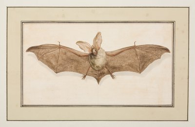 Morcego orelhudo castanho, c.1755-65 (aguarela sobre papel) de Pierre Francois Ledoulx