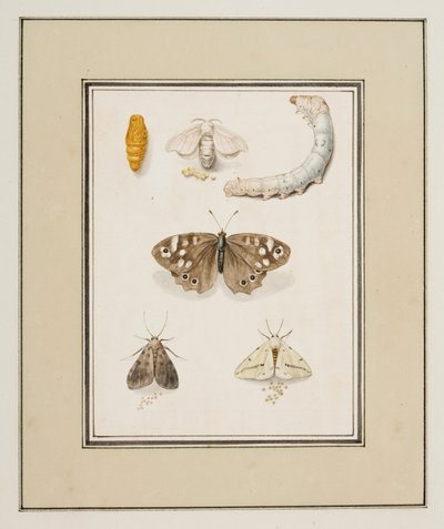 Borboletas, Traças e Lagartas, c.1755-65 (aguarela sobre papel) de Pierre Francois Ledoulx