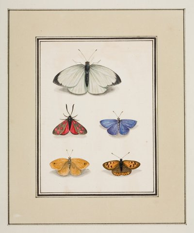 Borboletas, c.1755-65 (aguarela sobre papel) de Pierre Francois Ledoulx