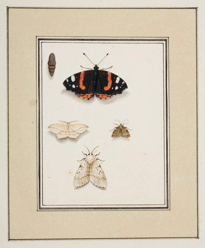 Borboletas, c.1755-65 (aguarela sobre papel) de Pierre Francois Ledoulx
