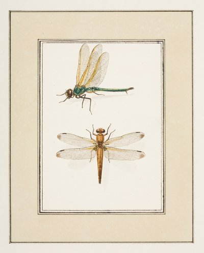 Libélulas, c.1755-65 (aguarela sobre papel) de Pierre Francois Ledoulx