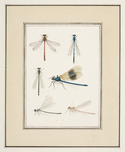 Libélulas, c.1755-65 (aguarela sobre papel) de Pierre Francois Ledoulx